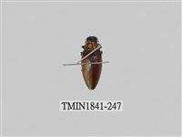 藏品(菲律賓產昆蟲)的圖片